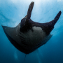manta